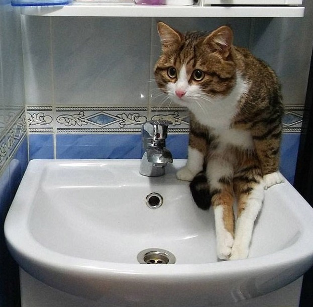 Хороший бережок, удобный... а рыбка тут, часом, не водится? Хороший бережок, удобный... а рыбка тут, часом, не водится? животные, забавно, кошки, кршки как люди, посадка, смешно, странные позы, фото