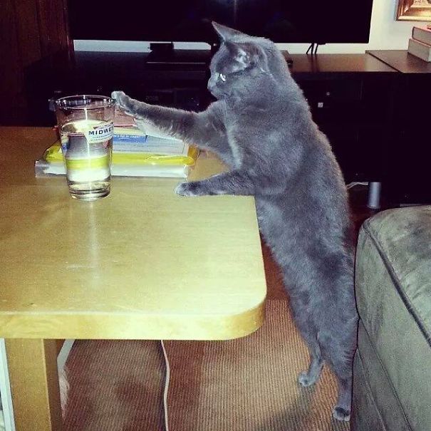 Коты, которых поймали на горячем - 45 отчаянных фотографий Коты, которых поймали на горячем - 45 отчаянных фотографий