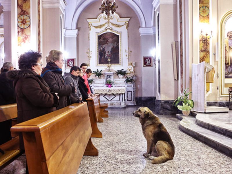 Кошка и отношение к ней церкви Кошка и отношение к ней церкви