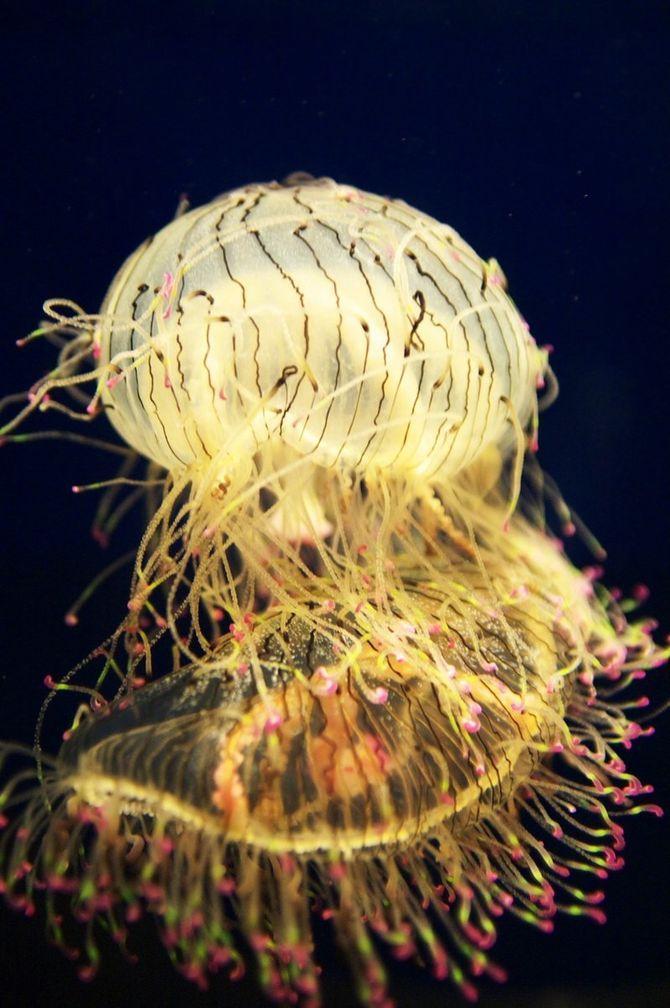 Jellyfish27