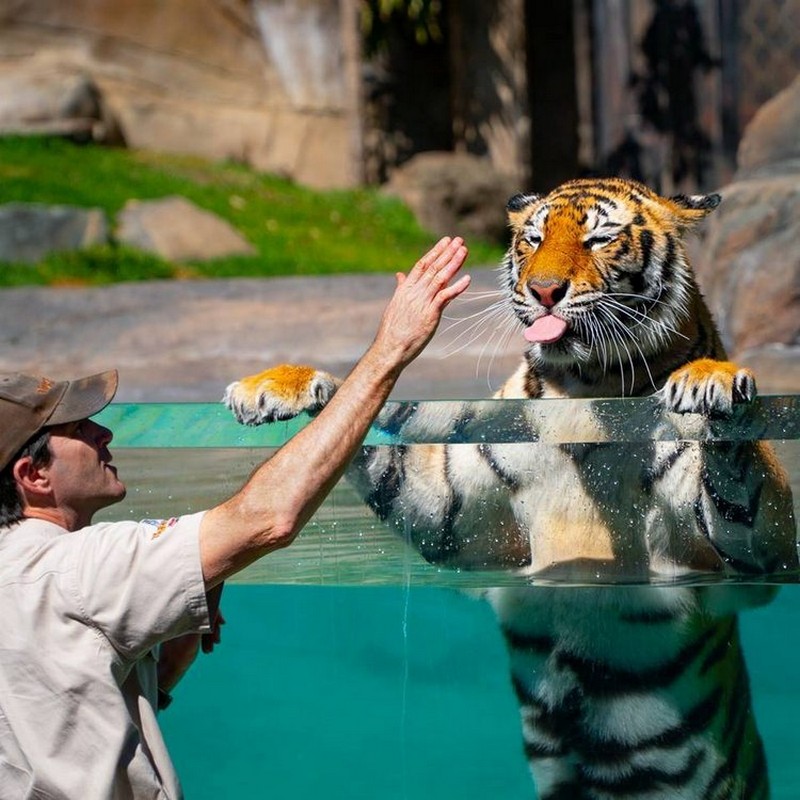 Забавные и милые животные заряжают позитивом
