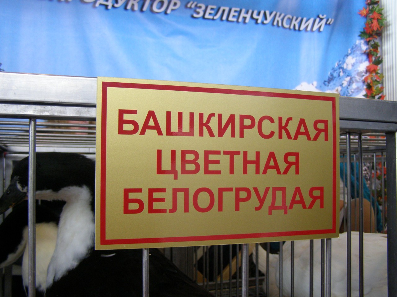 Прогулки по Москве. Сельскохозяйственная выставка. Прогулки по Москве. Сельскохозяйственная выставка.