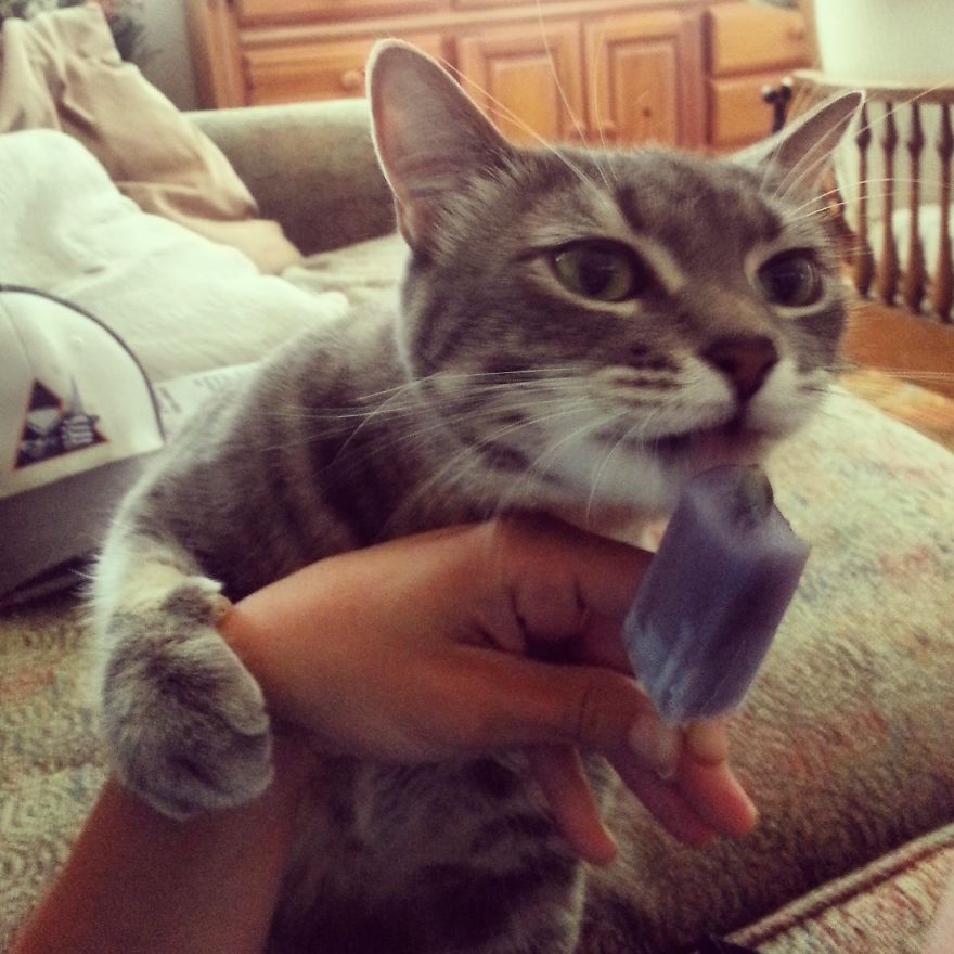 Коты, которых поймали на горячем - 45 отчаянных фотографий Коты, которых поймали на горячем - 45 отчаянных фотографий