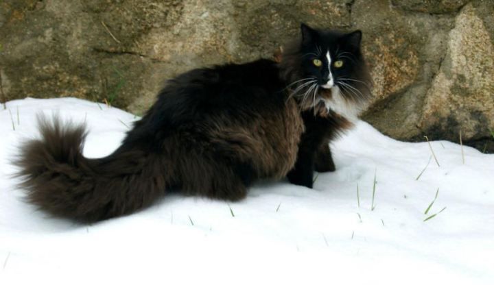 20 животных, которые могут похвастаться завидной шевелюрой 20 животных, которые могут похвастаться завидной шевелюрой