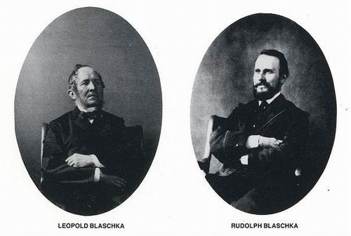 Leopold & Rudolf Blaschka/   .   