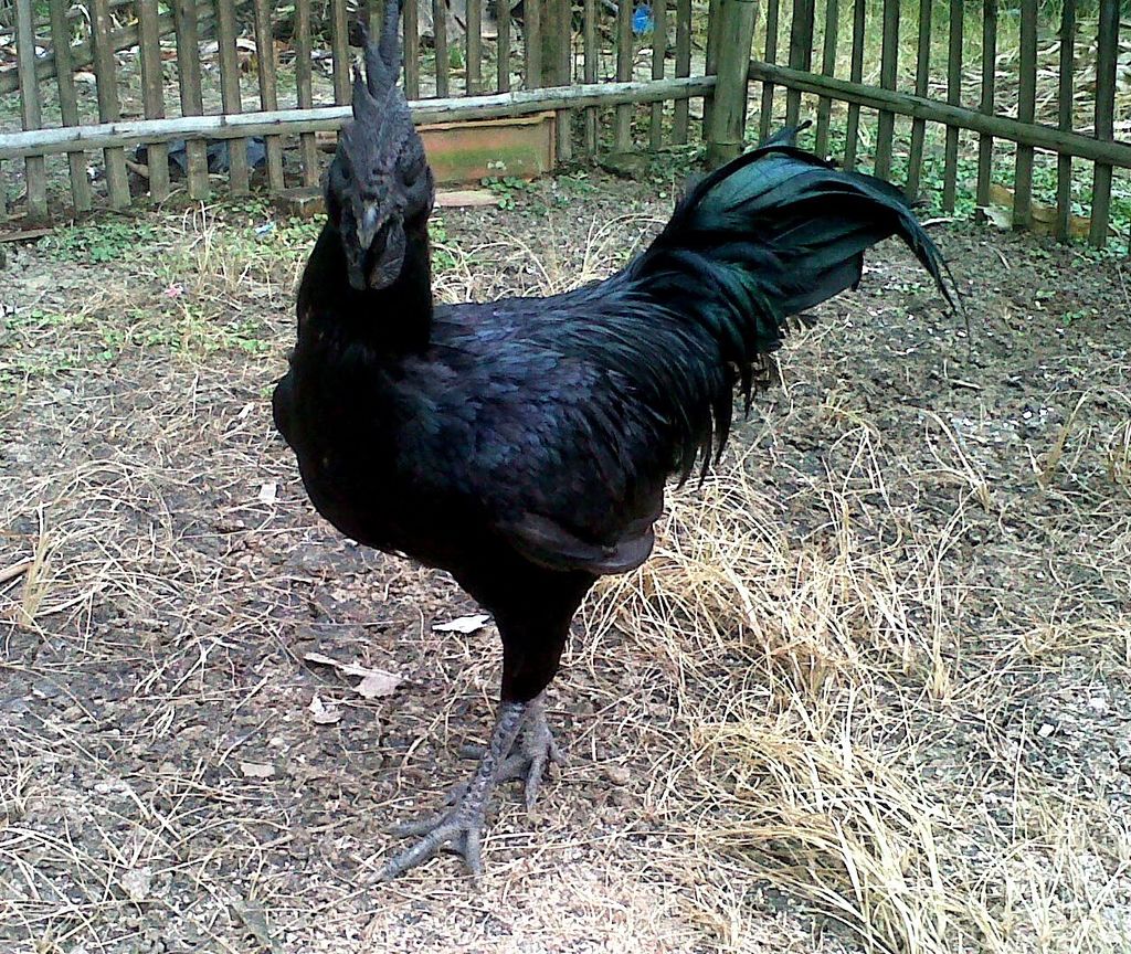 Аям чемани (ayam cemani) — редкая декоративная порода кур Аям чемани (ayam cemani) — редкая декоративная порода кур