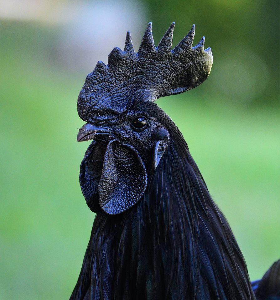 Аям чемани (ayam cemani) — редкая декоративная порода кур Аям чемани (ayam cemani) — редкая декоративная порода кур