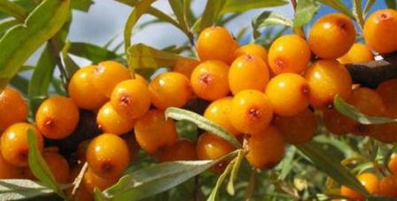 Как сделать облепиховое масло в домашних условиях? Польза облепихового масла