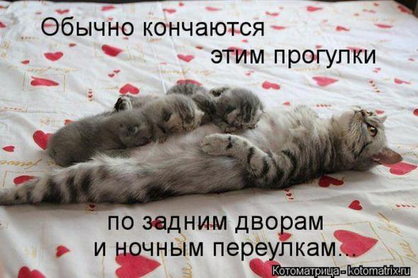 Котоматрицы (картинки с надписями)