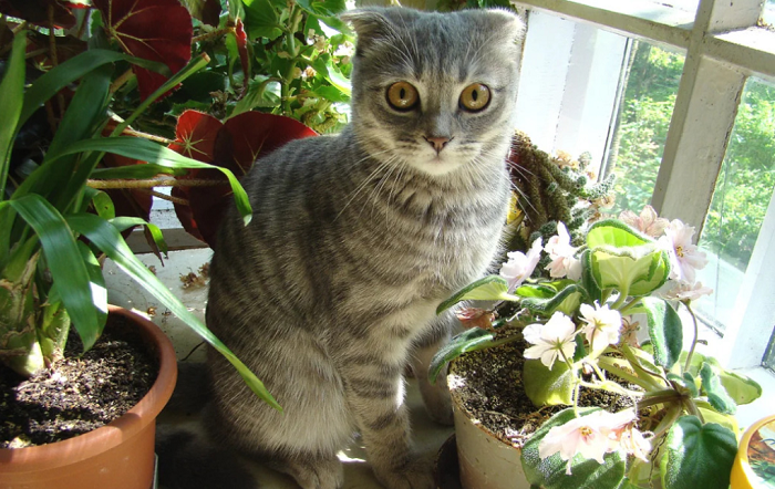 Кошки против растений: 7 советов, как защитить комнатные цветы от домашних питомцев