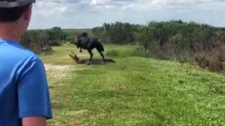 Нападение дерзкого коня на аллигатора сняли на видео