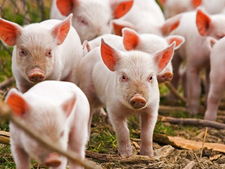 На Луганщине фермеры до сих пор ждут компенсации за своих уничтоженных из-за африканской чумы свиней