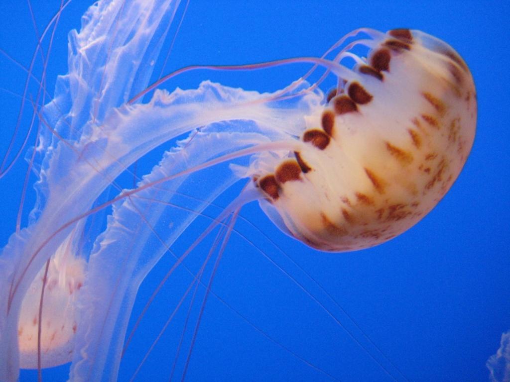 Jellyfish18