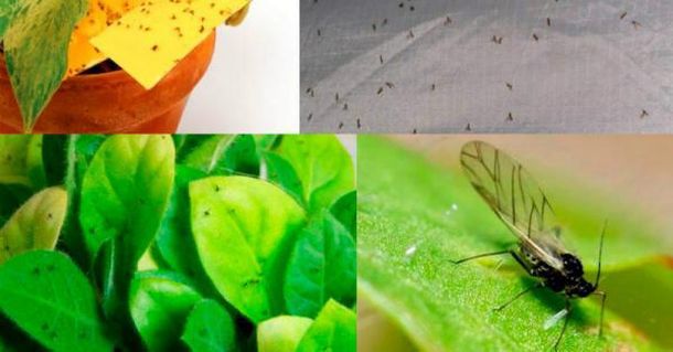 Толковый цветовод знает, для чего втыкать спички в горшки с растениями Толковый цветовод знает, для чего втыкать спички в горшки с растениями