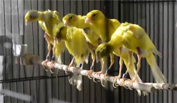 7 жутких тварей, когда-либо выведенных человеком 