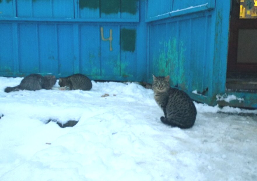 Летние брошенные котята и совсем никому не нужные... Помогите хотя бы временно Летние брошенные котята и совсем никому не нужные... Помогите хотя бы временно