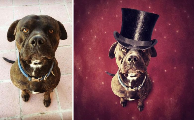 Волшебные собаки из приютов Волшебные собаки из приютов собаки, приют