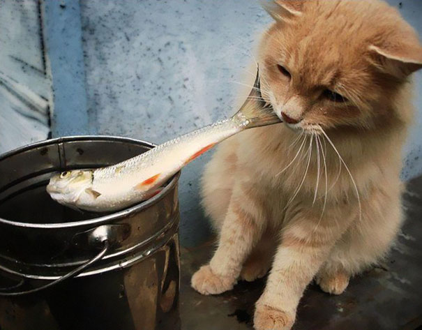 Коты, которых поймали на горячем - 45 отчаянных фотографий Коты, которых поймали на горячем - 45 отчаянных фотографий