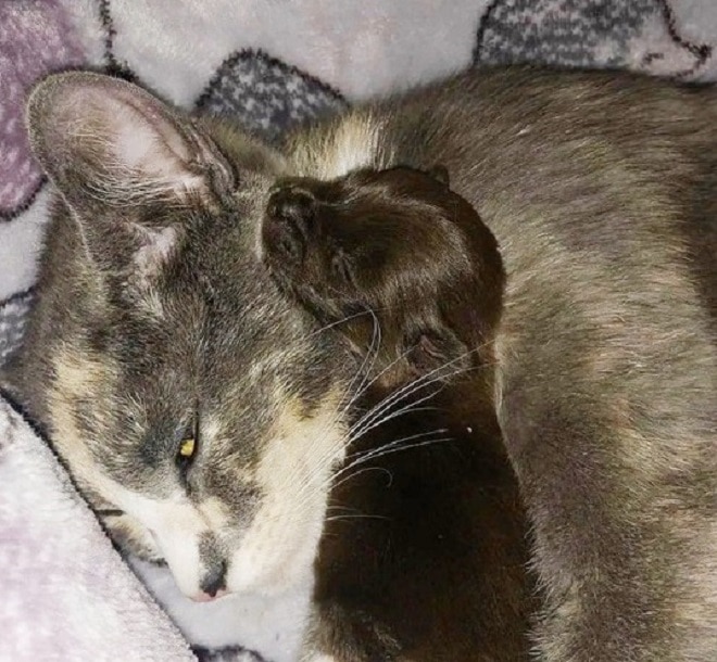 Щенок спит с кошкой Кошка и щенок