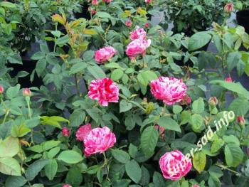 «Ferdinand Pichard» -роза с полосатыми цветками.