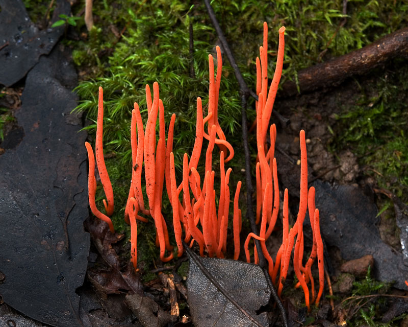 Fungi09 Самые красивые грибы в мире