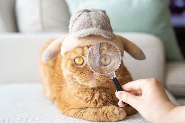 11 милых фото котиков в крутых шапочках, которые хозяин делает из их шерсти