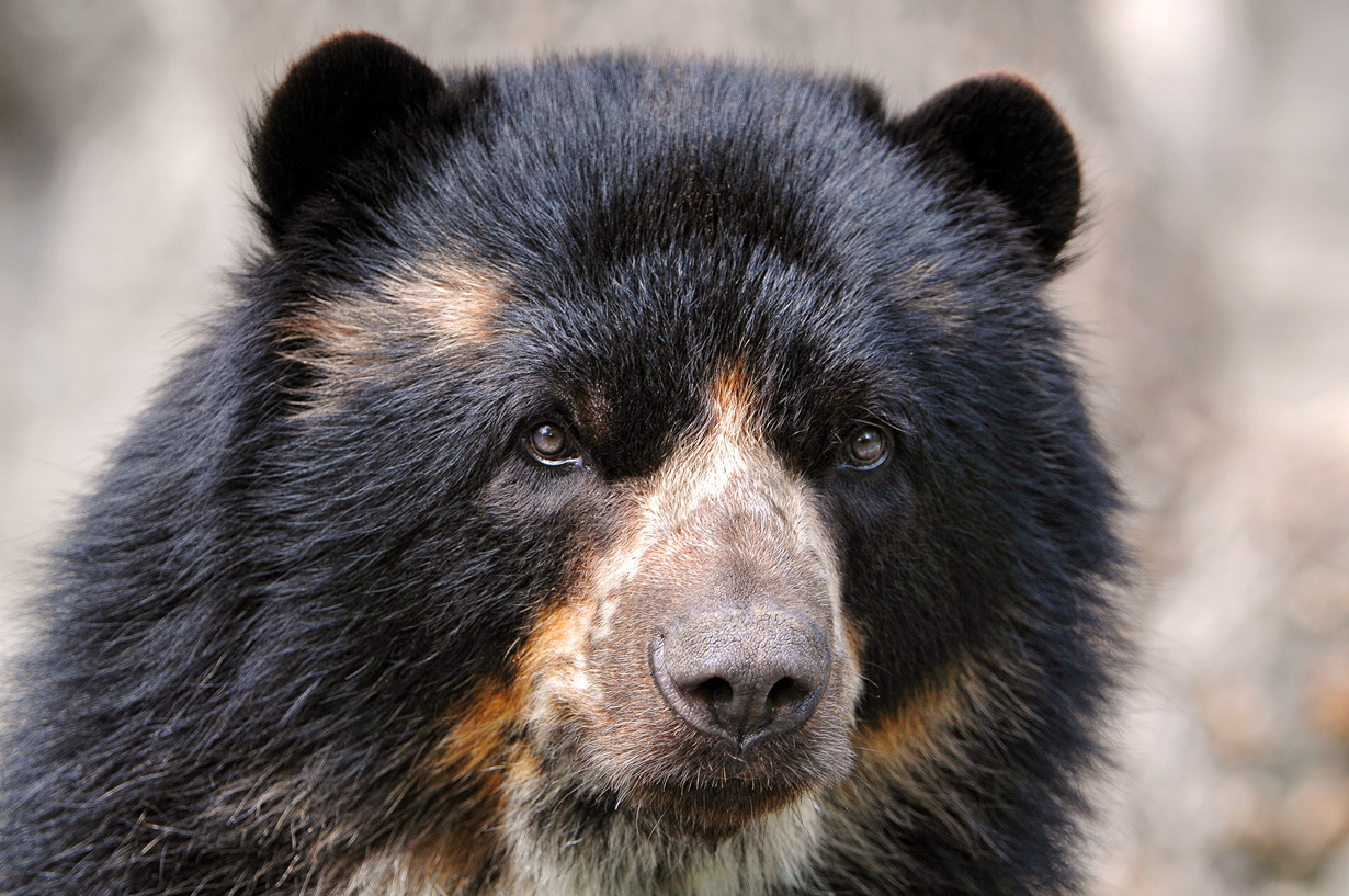 Очковый медведь. Ареал обитания: Боливия, Венесуэла, Колумбия, Эквадор, Перу, Панама. (Tambako The Jaguar)