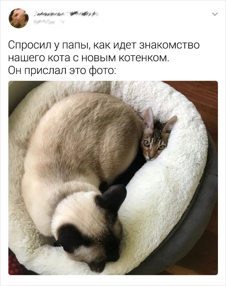 15 доказательств того, что животные гораздо умнее, чем нам кажется