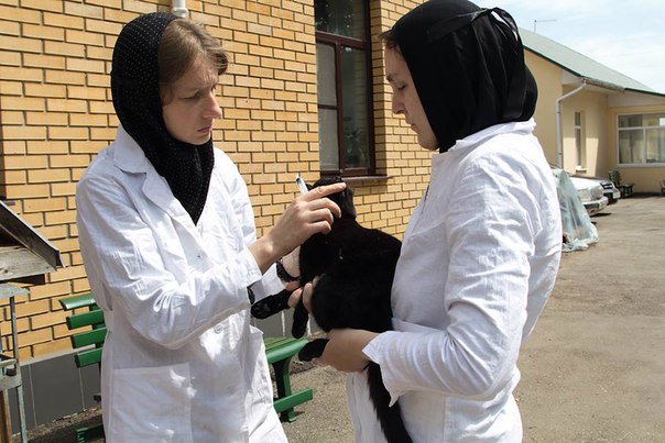 КОШКИ БАРЯТИНСКОГО МОНАСТЫРЯНедалеко от кладбища, где покоятся сестры... КОШКИ БАРЯТИНСКОГО МОНАСТЫРЯНедалеко от кладбища, где покоятся сестры...