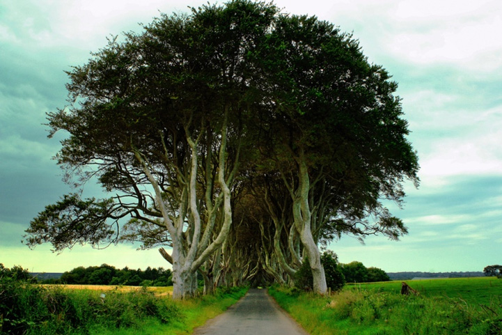 Mysterious trees in Ireland - 10