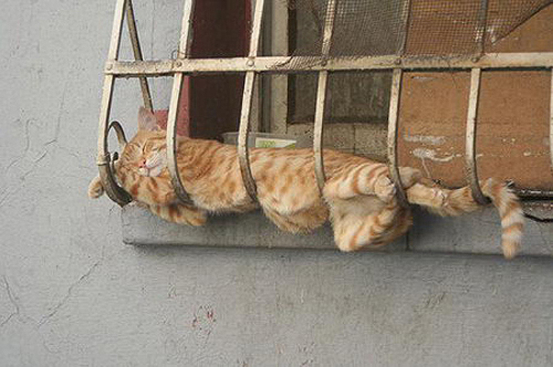 25 кошачьих поз для сна