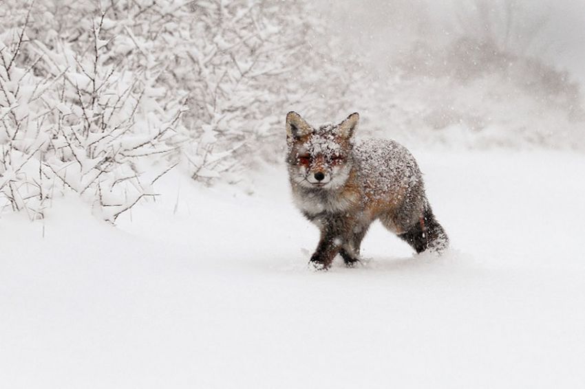 Лисы в дикой природе. Фотографии Roeselien Raimond фото, лисы, природа