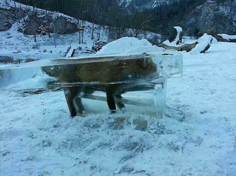 Так животные в секунды становятся идеальными глыбами льда. 