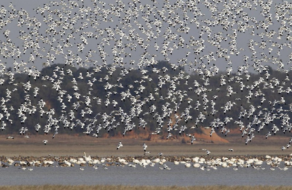 Шилоклювки