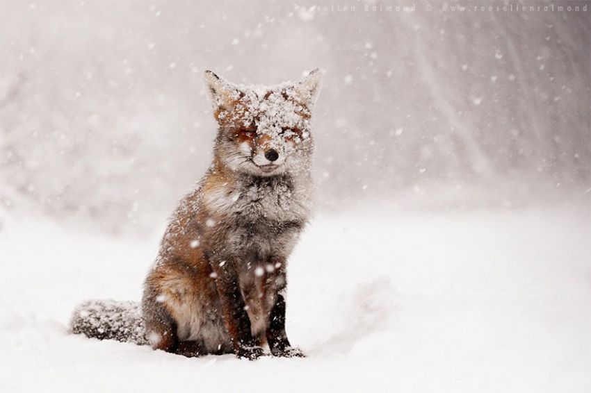 Лисы в дикой природе. Фотографии Roeselien Raimond фото, лисы, природа