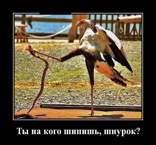 Демотиваторы для хорошего настроения