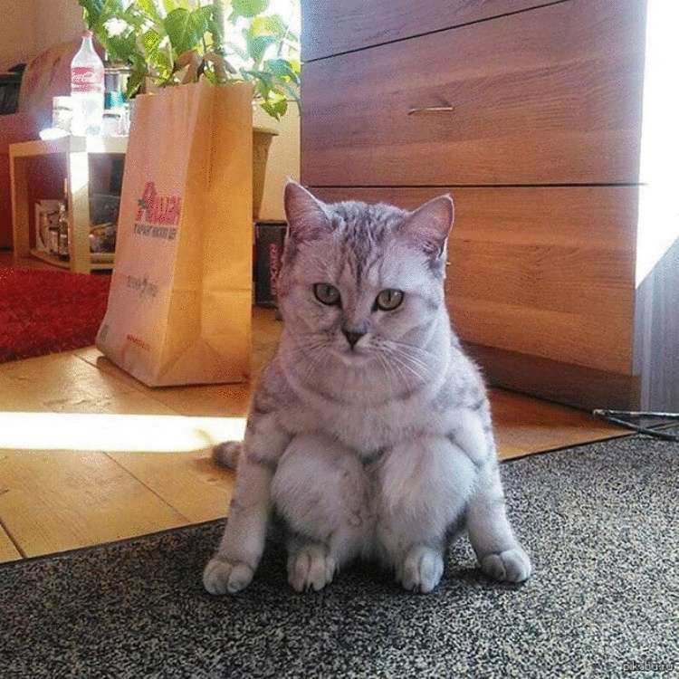 Смешные кошки, которые разучились сидеть по-кошачьи Смешные кошки, которые разучились сидеть по-кошачьи