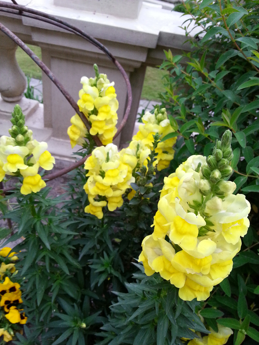 20130417_174615 (525x700, 474Kb)