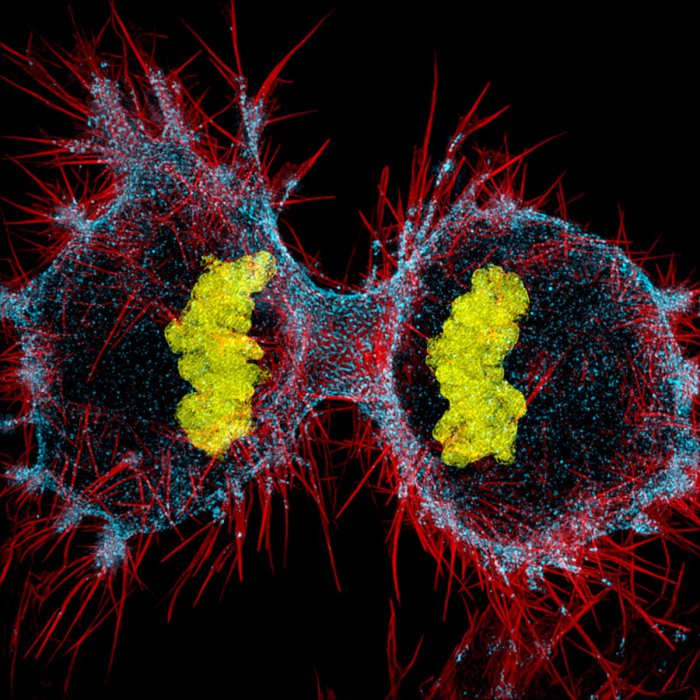 Снимки фотоконкурса «Nikon Small World 2016» (18 фото) Интересные микро снимки живой природы (18 фото)