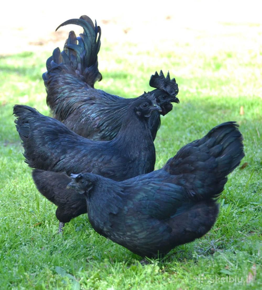 Аям чемани (ayam cemani) — редкая декоративная порода кур Аям чемани (ayam cemani) — редкая декоративная порода кур