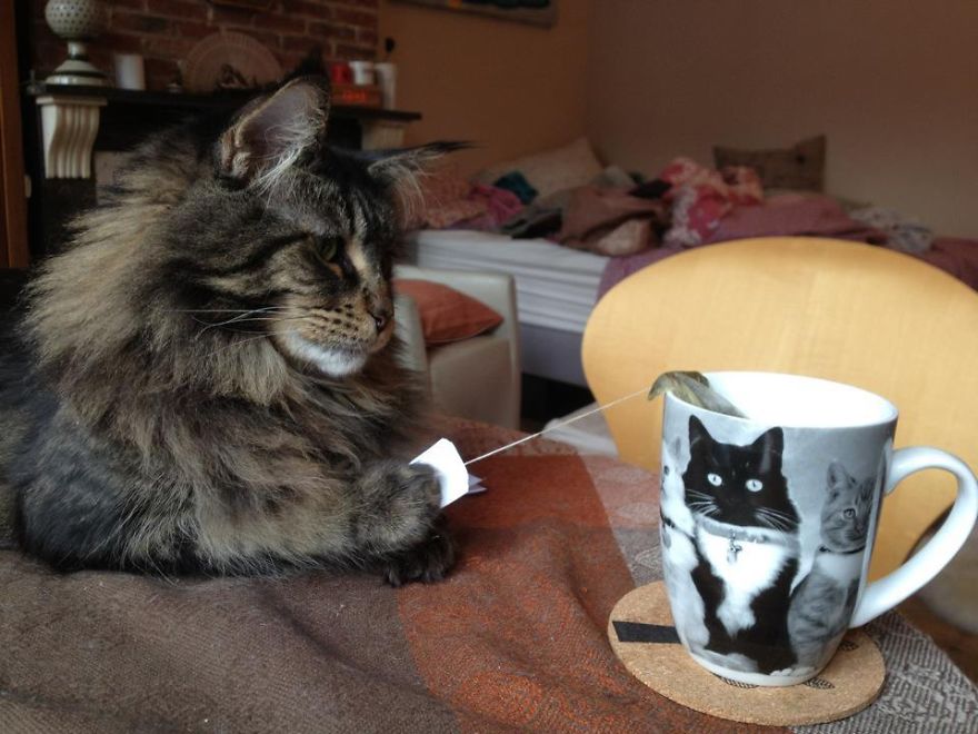 Коты, которых поймали на горячем - 45 отчаянных фотографий Коты, которых поймали на горячем - 45 отчаянных фотографий