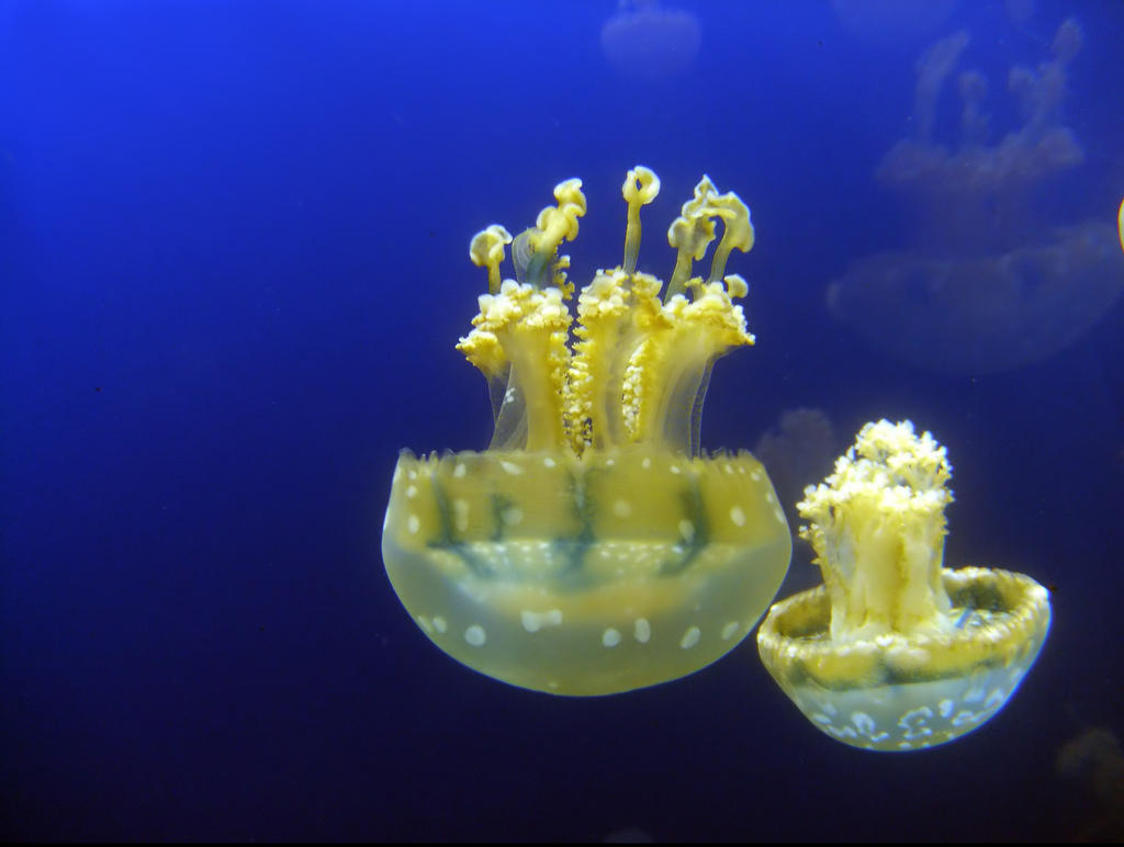 Jellyfish19