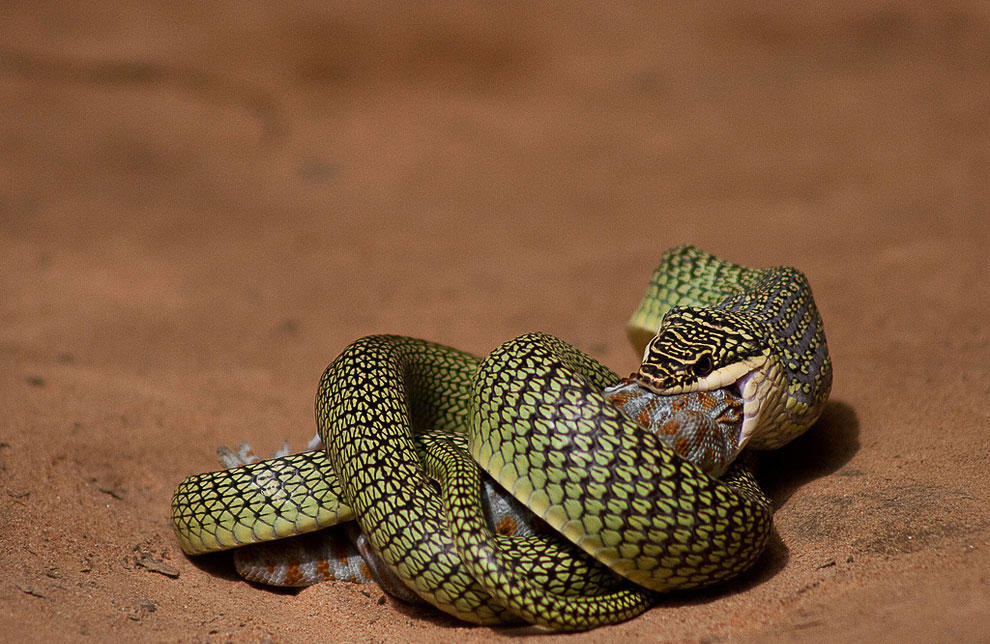 Золотая древесная змея (лат. Chrysopelea ornata) Золотая древесная змея (лат. Chrysopelea ornata)