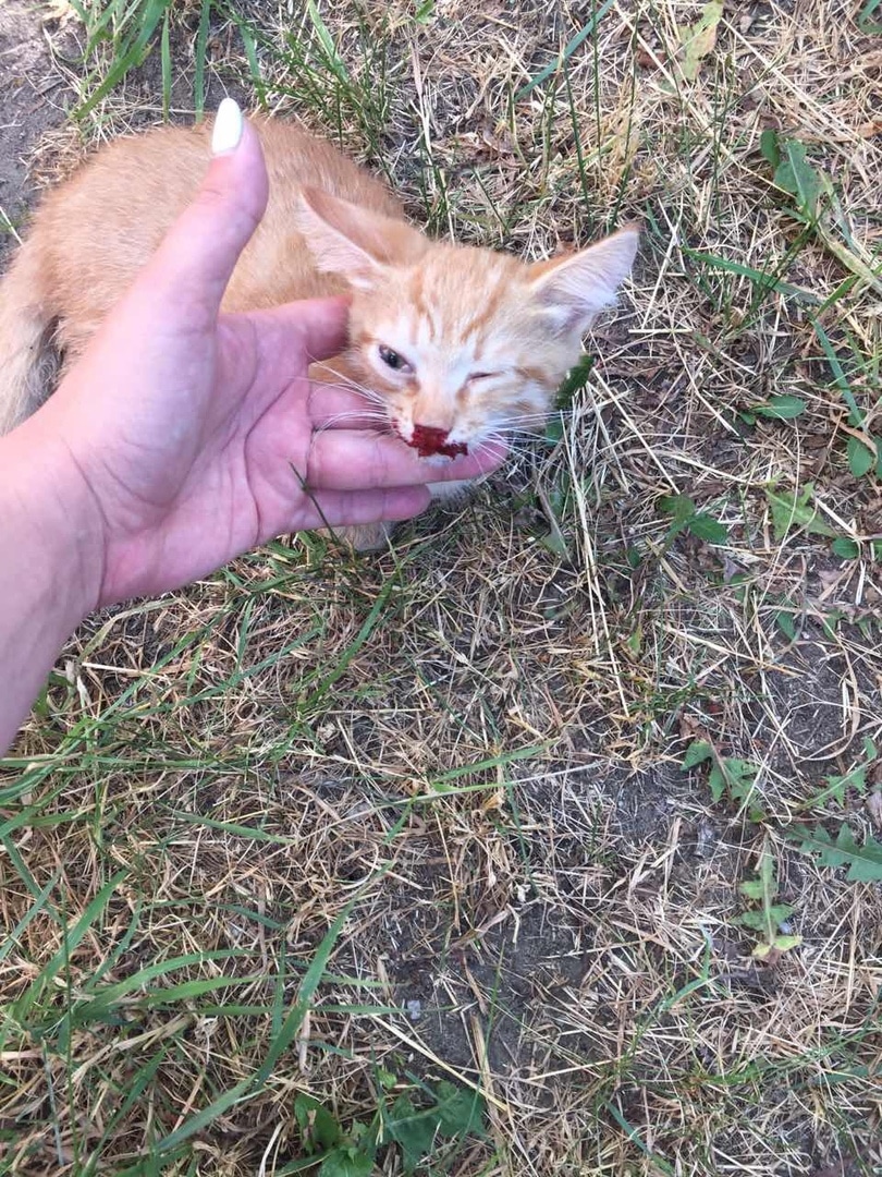 спасение котенка раненый котенок