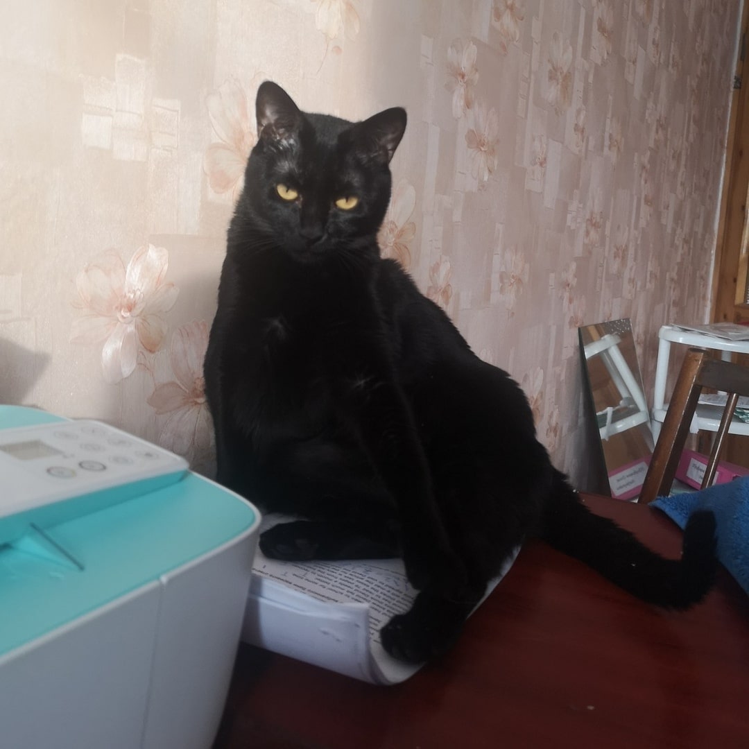 помощь кошкам черный кот