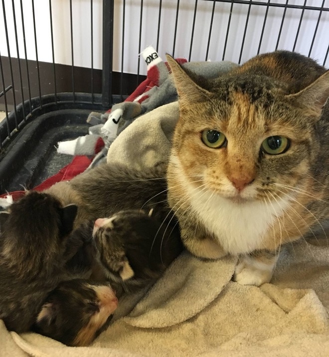Котята с мамой Кошка и котята