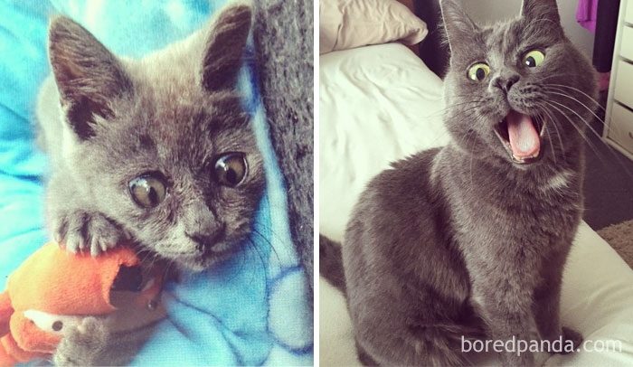 Котята, которые с возрастом превратились в шикарных котов и кошек