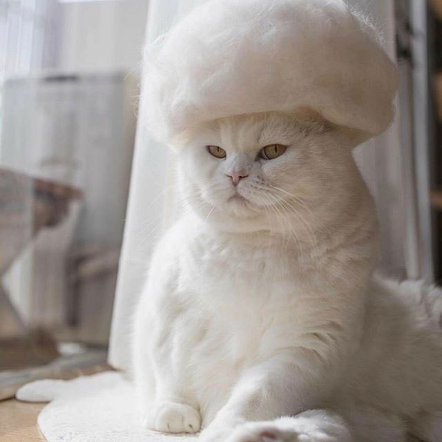 11 милых фото котиков в крутых шапочках, которые хозяин делает из их шерсти