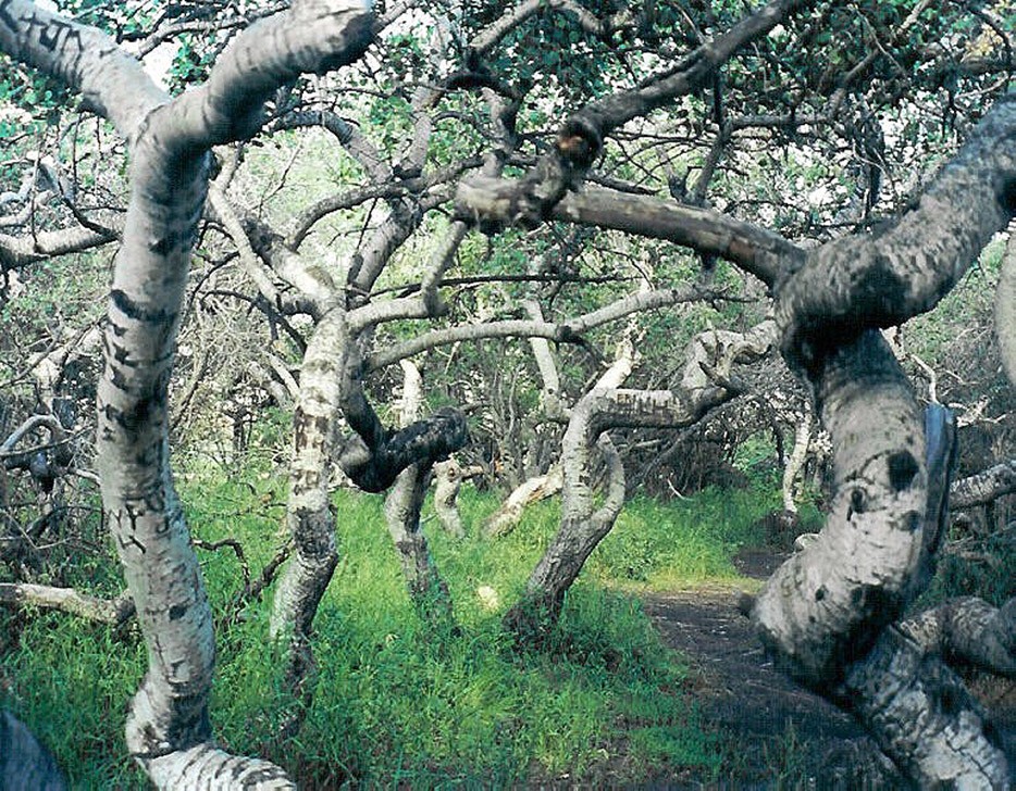 Леса с другой планеты! forests18 Леса с другой планеты!