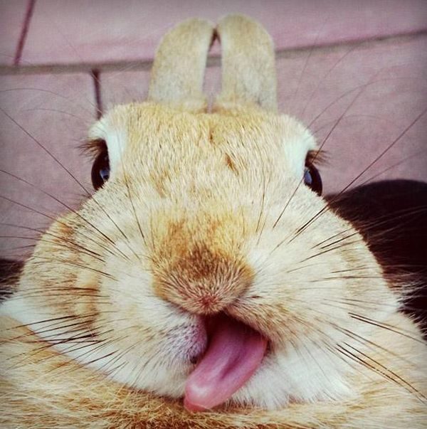 Собаки и котЯки языкомдразняки+ один жираф и еще по мелочи... Собаки и котЯки языкомдразняки+ один жираф и еще по мелочи...
